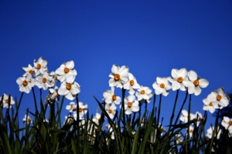 Xploring Hungary: Pasha's Garden In Bloom At Babocsa
