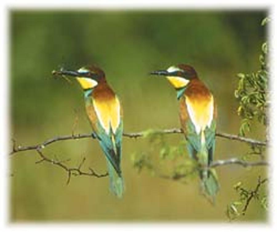 Xploring Hungary: See Bee Eaters At Albertirsa