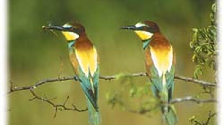 Xploring Hungary: See Bee Eaters At Albertirsa