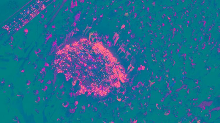 Hungarian Photography Contest Winners Announced