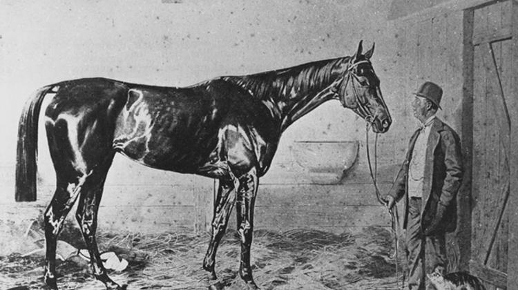 Now On: Horse Exhibition, Agriculture Museum Budapest