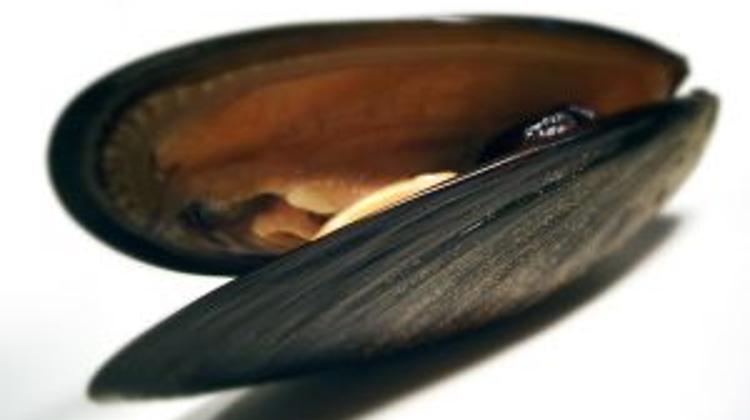 InterContinental Fish Cooking Class In Budapest, 17 February