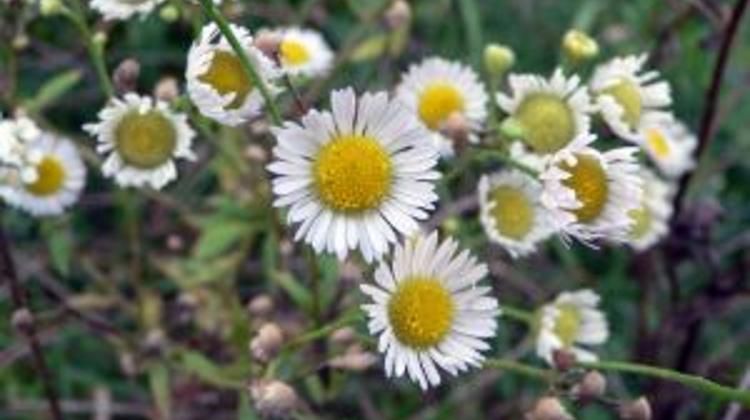 Hungarian Wild Camomile Flower Granted EU Protection
