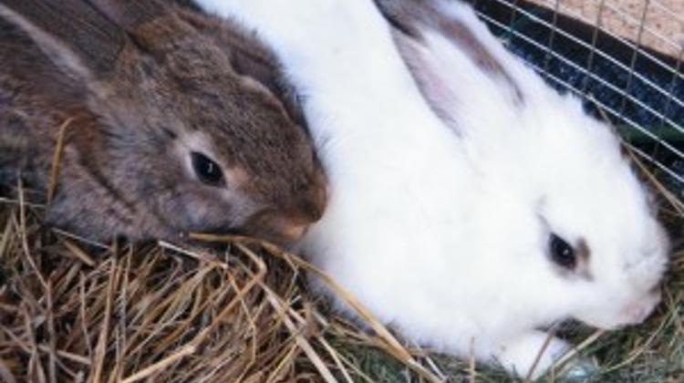 Easter Programmes For Families At Elevenpark  In Budapest, 7 - 9 April