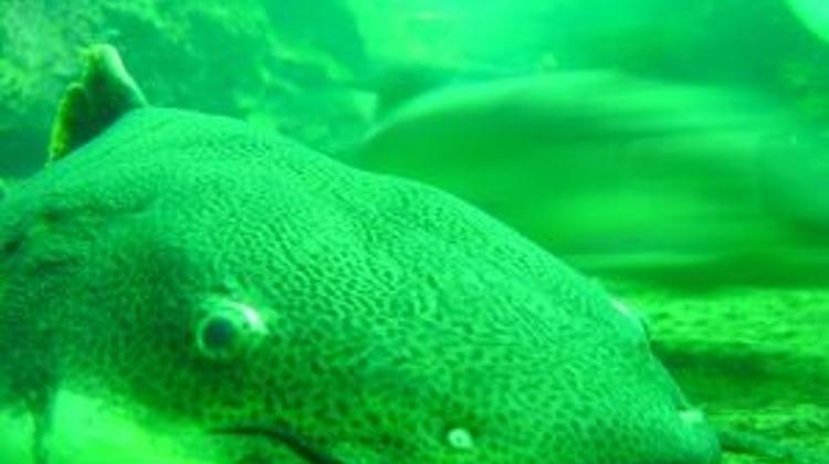 Giant Catfish Reeled In Hungary