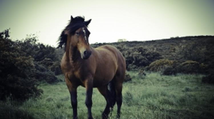 Horse Killer Gets One Year Prison Sentence In Hungary