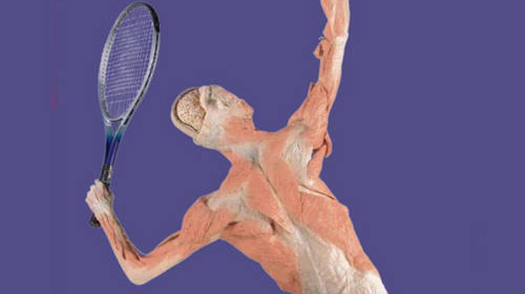 The Human Body Exhibition, Budapest, Until 27 May