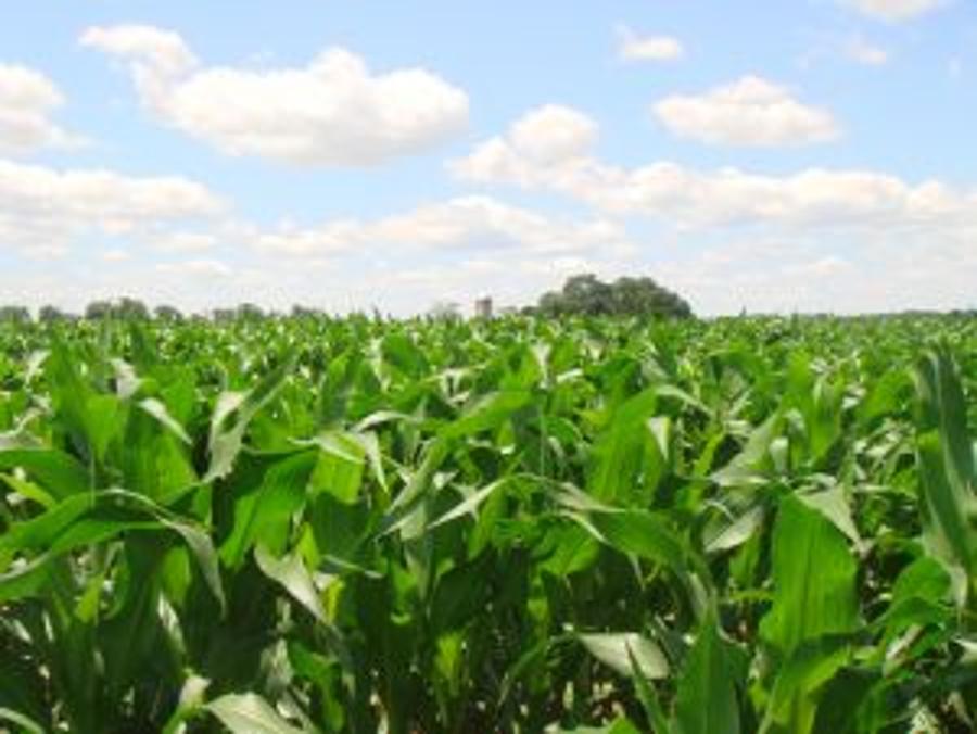 Hungary Destroys 1,500 Hectare GMO Corn Crop