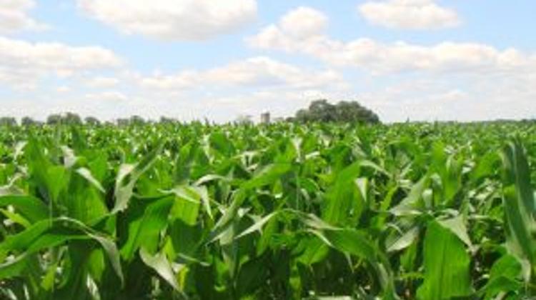 Hungary Destroys 1,500 Hectare GMO Corn Crop