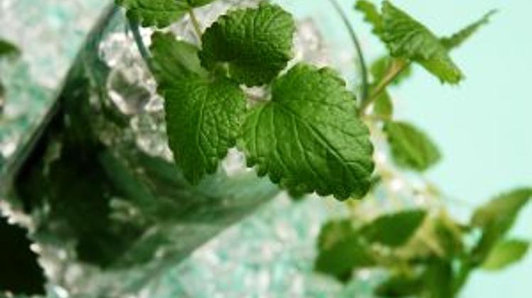 Tequila & Cocktail Specialities In August At InterContinental Budapest