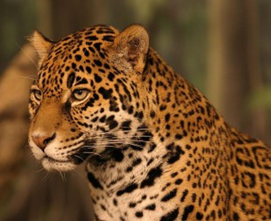 Hungarian Zoo Sees Newborn Jaguar