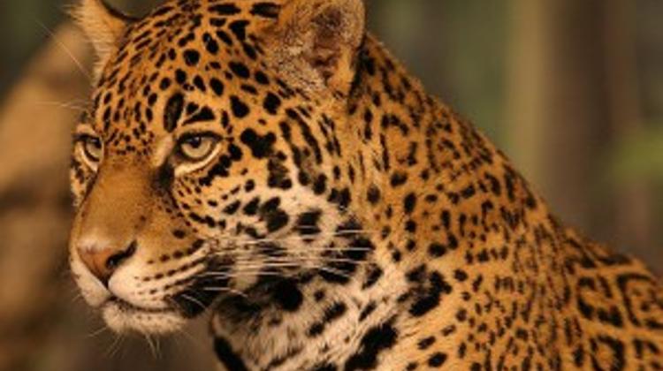 Hungarian Zoo Sees Newborn Jaguar