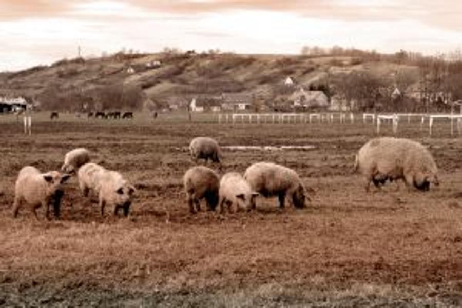 Hungarian Cabinet Considers Pig Farming Strategy