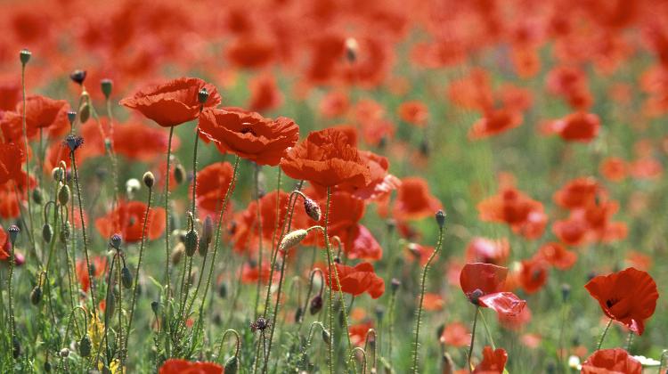 British Embassy's Annual Service Of Remembrance, 11 November