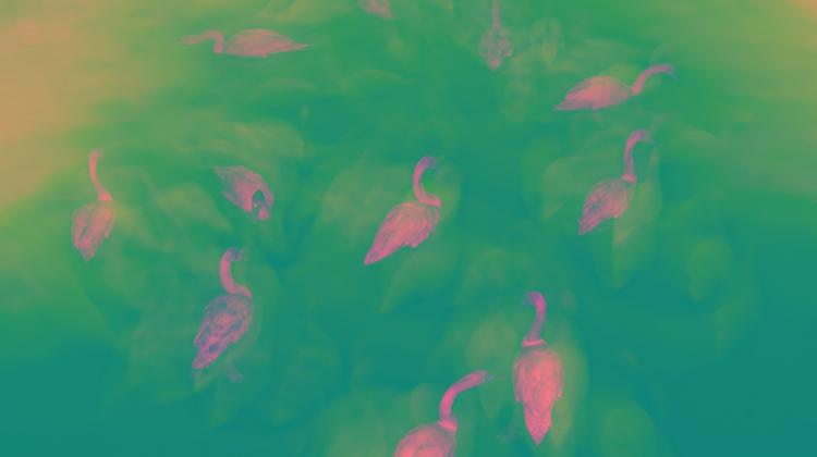 Now On: Hungarian Nature Photographer Of The Year 2012