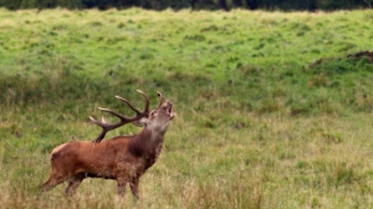 Deer Boards Bus Via Collision In Hungary