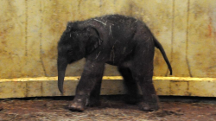 Elephant Baby Born In Budapest