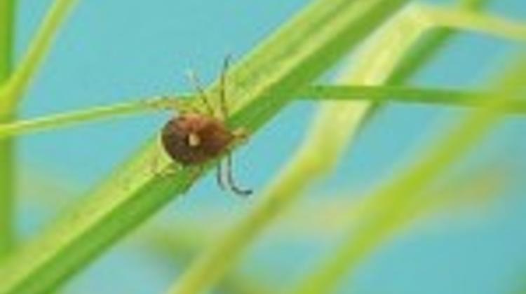Dealing With 'Tick Season', By FirstMed Centers Budapest