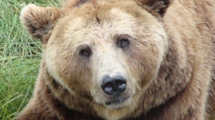 Bear Prowls Around In Balassagyarmat, Hungary