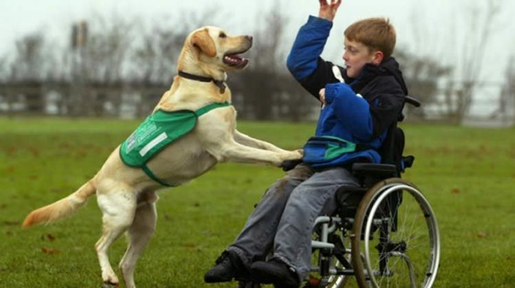 News From  Seedling Trust In Budapest: Our Four-Footed Friends