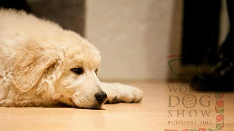 Invitation: World Dog Show 2013, Hungexpo Budapest,  16 - 19 May