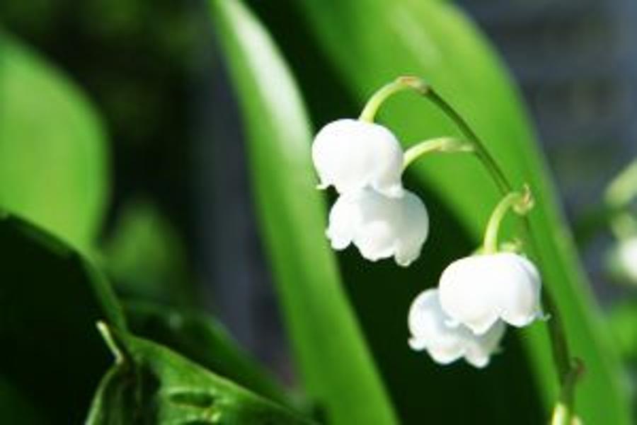 Lily Of The Valley Poisons Man To Death In Hungary