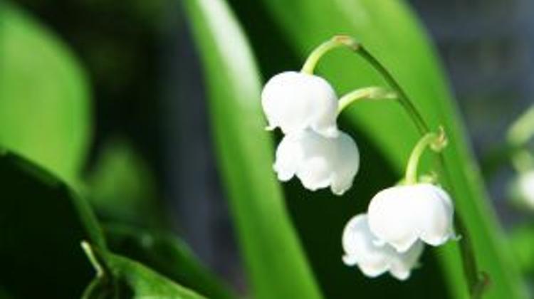 Lily Of The Valley Poisons Man To Death In Hungary