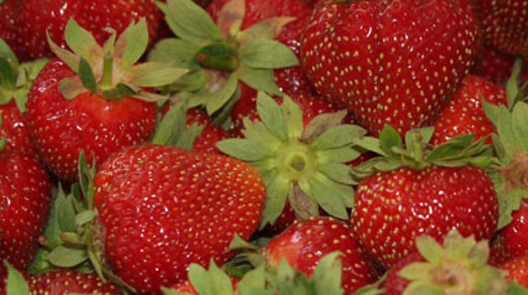 Invitation: Strawberry Festival, Tahitótfalu, Hungary, 5 - 7 July