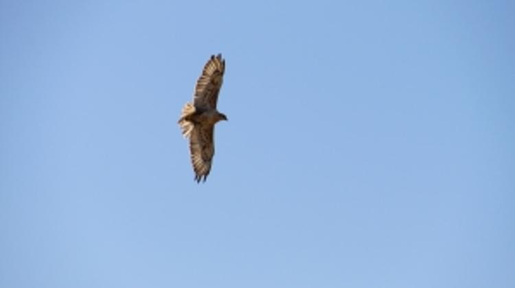 New Hungarian Airline Sólyom To Start Operating In August