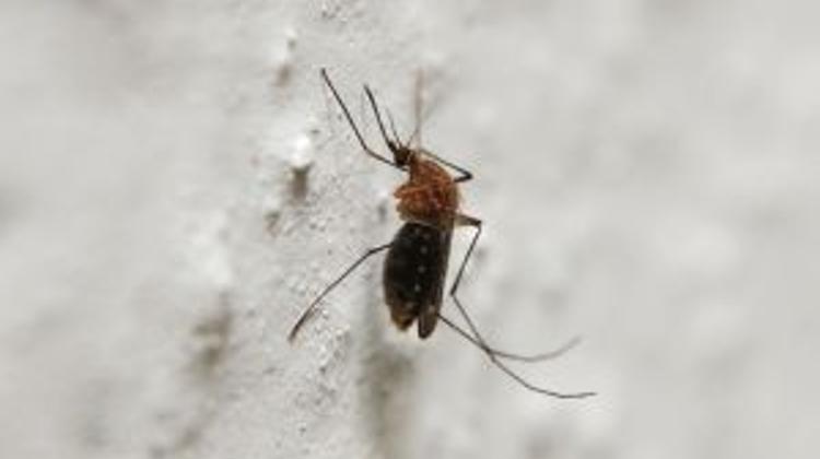 First Flood, Then Mosquitoes In Budapest
