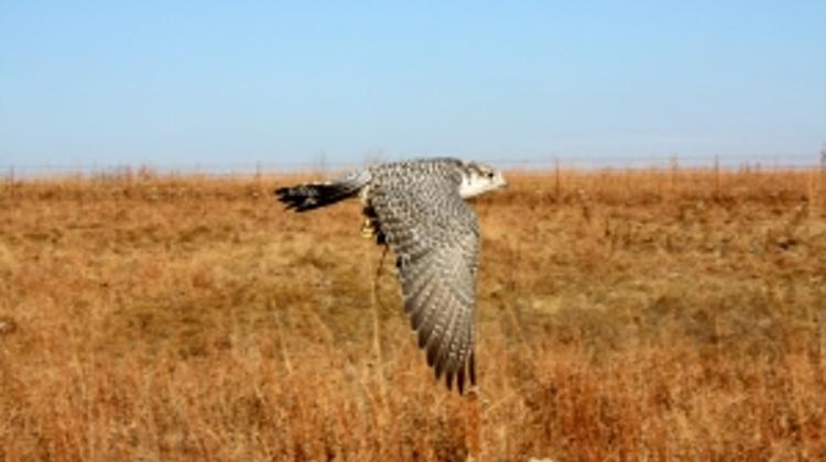 New Hungarian Airline Prepares For Take Off