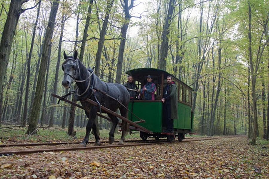 Horse Tram On Margaret Island In Budapest At Weekends