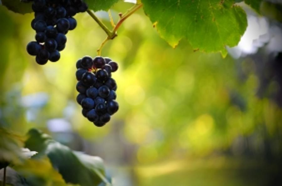 Restructuring Of Wine Sector In Hungary To Be Completed By November