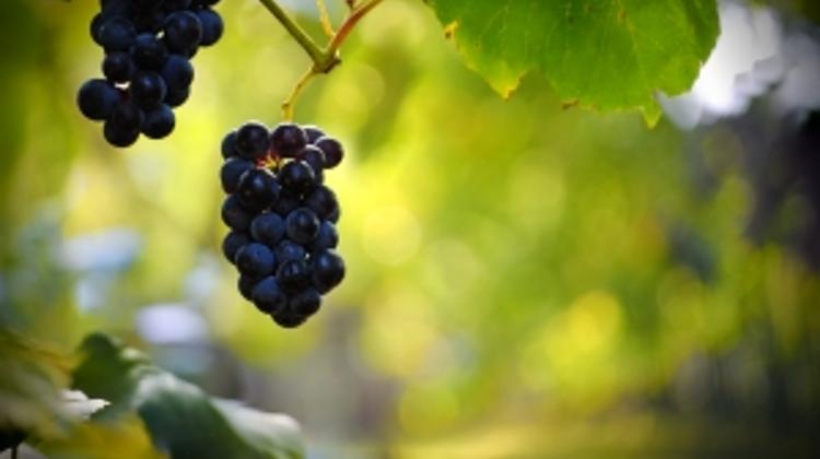 Restructuring Of Wine Sector In Hungary To Be Completed By November