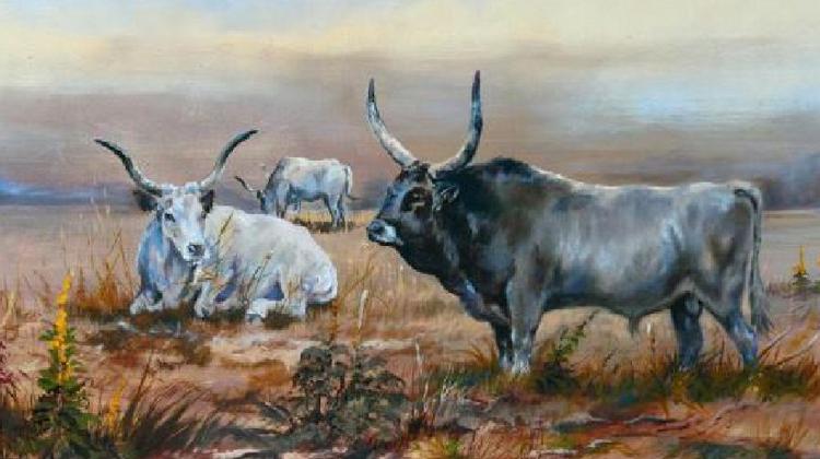 Invitation: Grey Cattle Festival, Badacsonytördemic, Hungary, 16 - 18 August