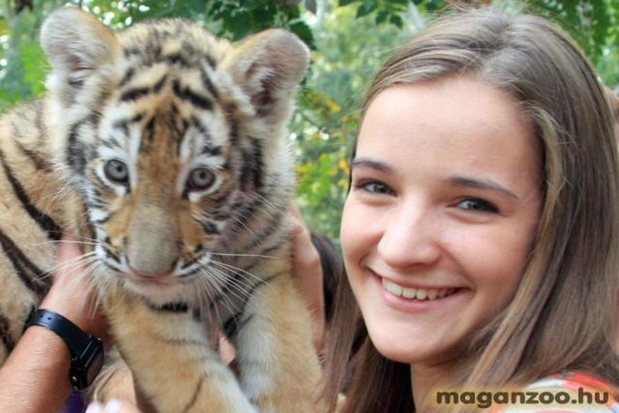 Cuddle With Baby Tigers In Abony City, Hungary