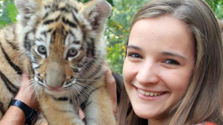 Cuddle With Baby Tigers In Abony City, Hungary