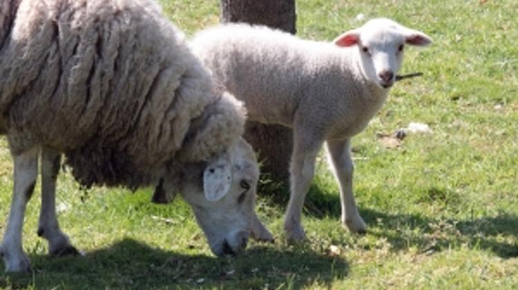 Anthrax Found On Sheep Farm In Hungary