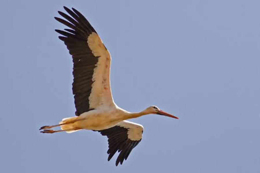 Hungarian “Spy Stork” Arrested And Eaten In Egypt