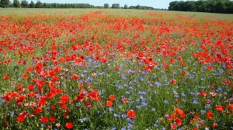 Invitation: Annual Remembrance Ceremony, Solymár, Hungary 10 November