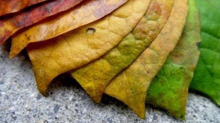 Xpat Opinion: Rearrangement On The Hungarian Left? It Looks Like It