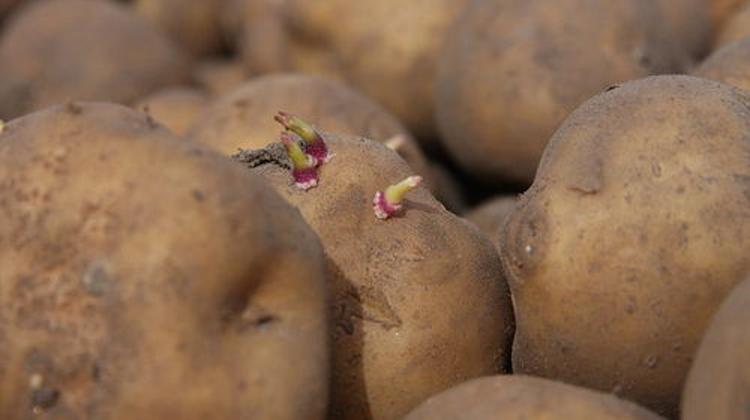 Xpat Opinion: Hungary Wins Court Case Against European Commission, Maintains Ban On GMO