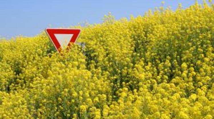 Hungary Wants To Remain GMO – Free