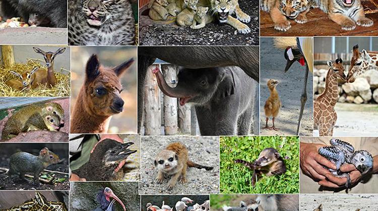 Special Advent Gift From Budapest Zoo