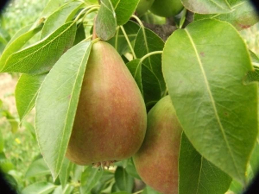 Pear In Focus In Hungary At Pálinka  For 2014 Competition