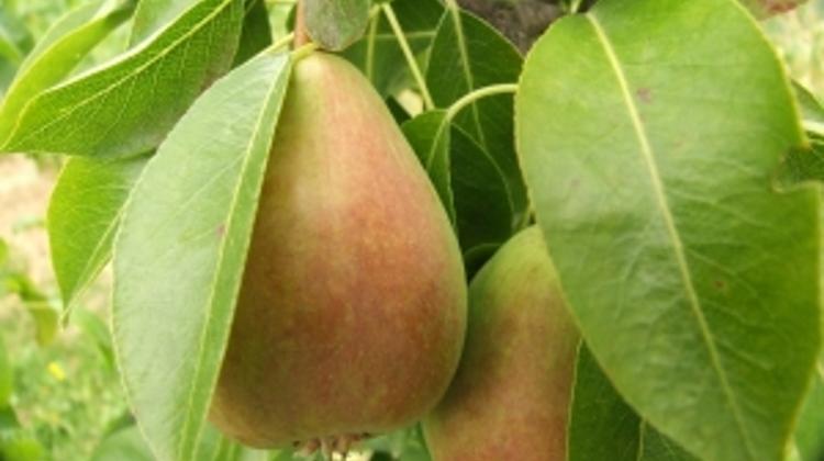 Pear In Focus In Hungary At Pálinka  For 2014 Competition