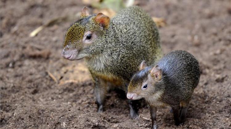 Newcomers In Budapest Zoo