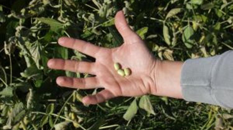 Multinational Food Companies Keen On Hungarian Soy Product