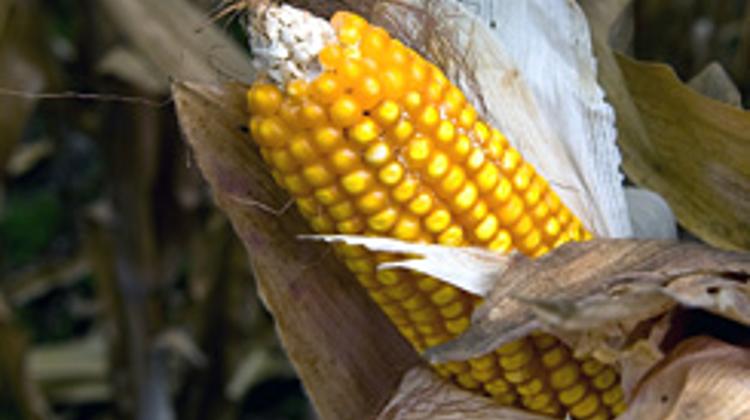 Hungary’s Govt Sticks To GMO “Zero Tolerance”