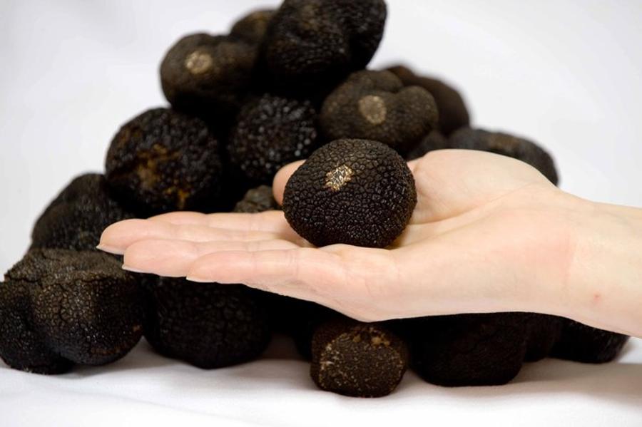 Truffle Week At Costes Restaurant In Budapest, 26 February - 2 March
